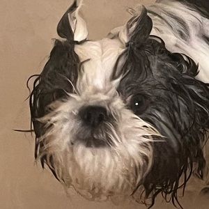 Meet your Posher, Cesar